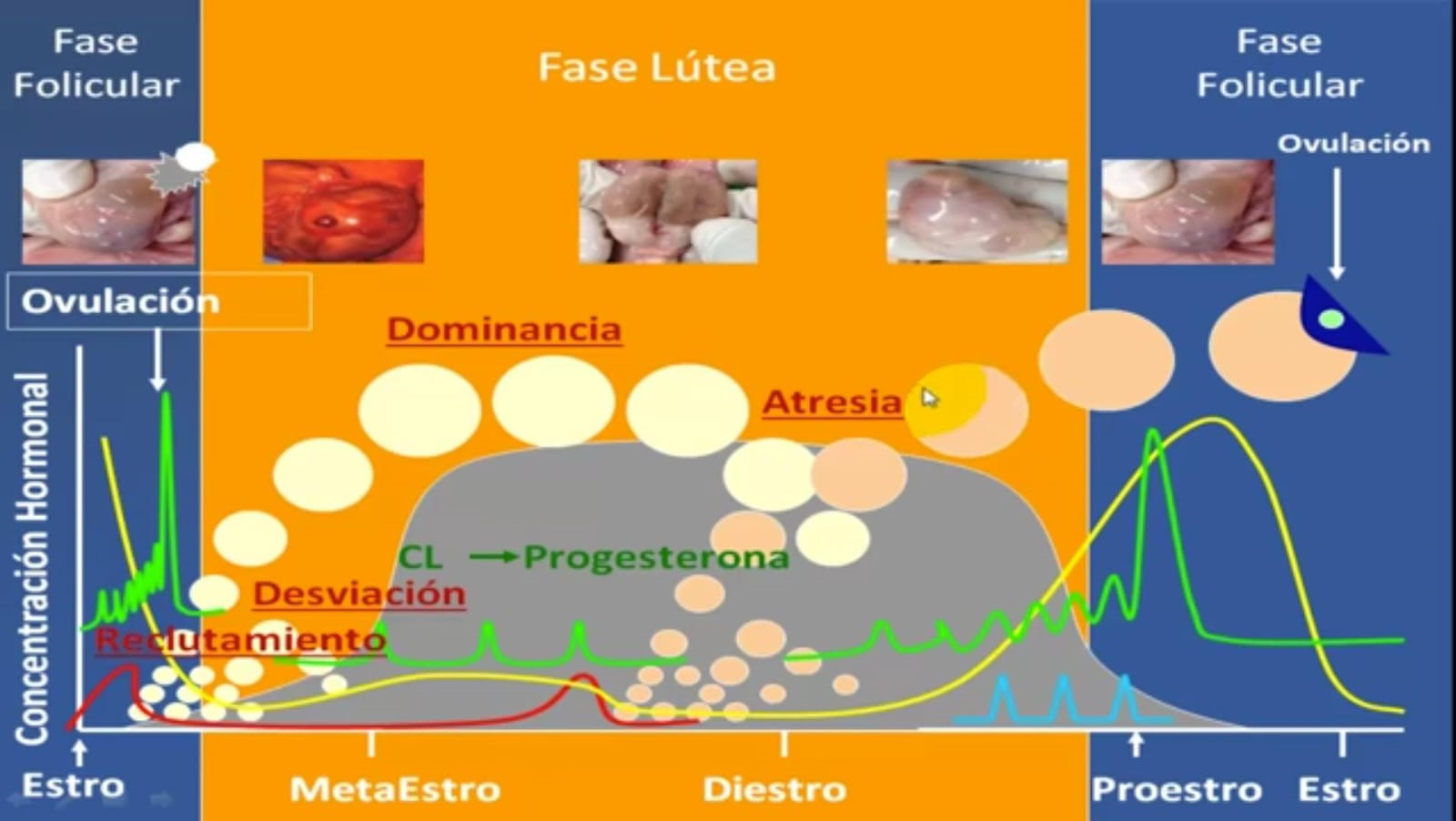 Reproducción Animal [SPD-2305]