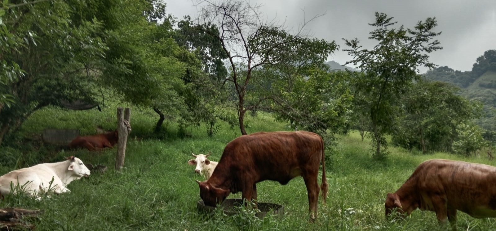 Ganadería Regenerativa [SPD-2304]